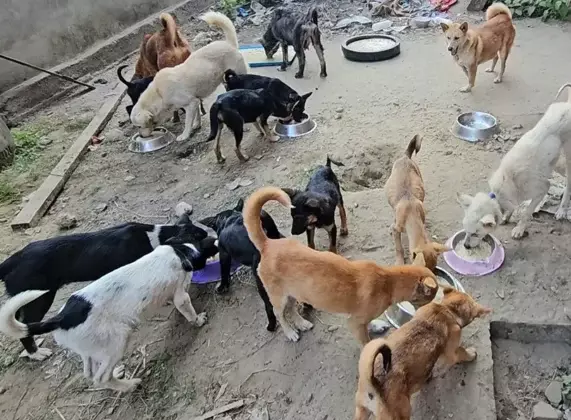 जरूरतमंद जानवरों की देखभाल करने वाला
