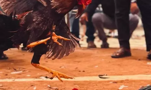 Andhra: भीमावरम में सोने के गहनों से सजे विजेता मुर्गे की परेड निकाली गई Andhra: भीमावरम में सोने के गहनों से सजे विजेता मुर्गे की परेड निकाली गई