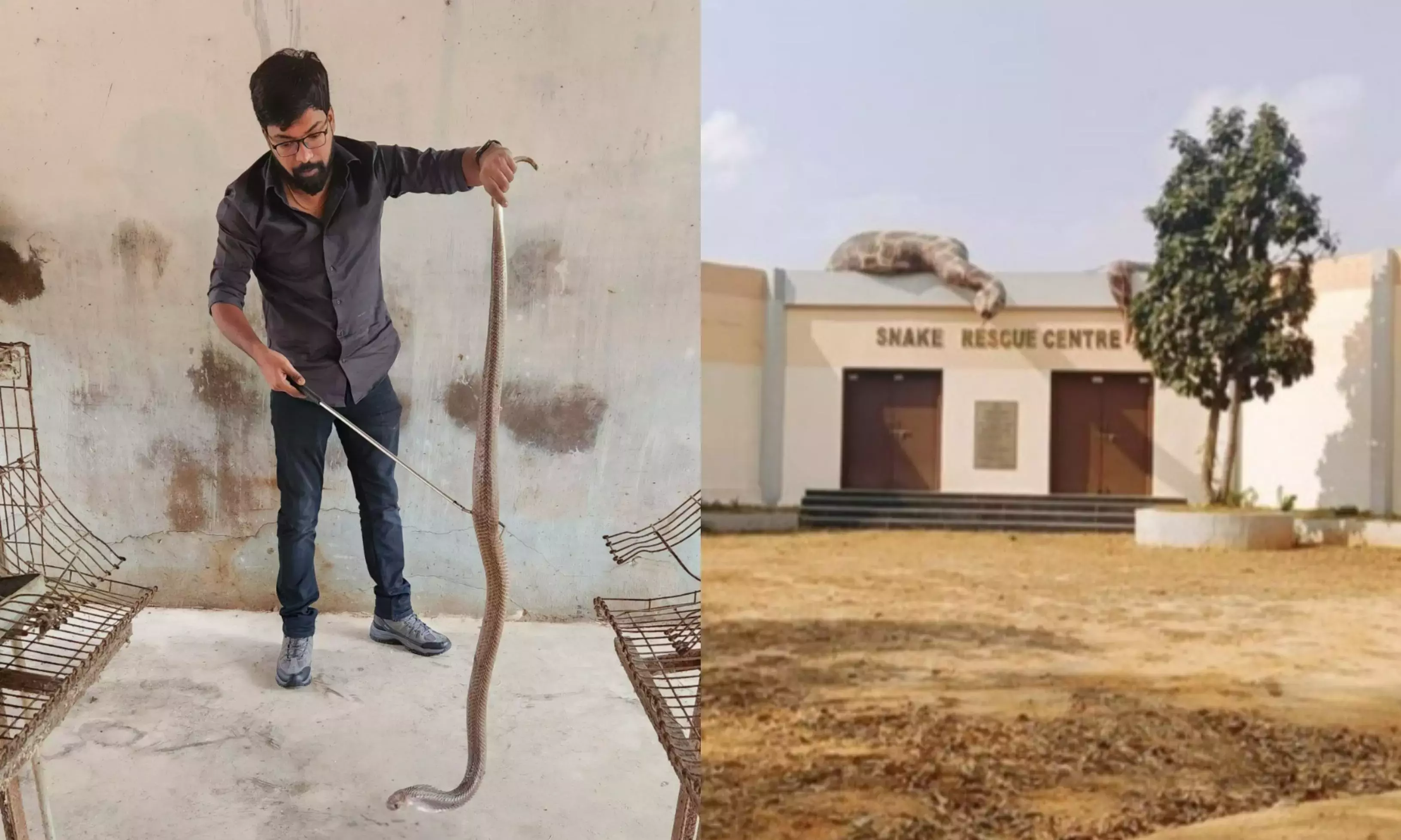 Telangana में बचाए गए साँपों की सूची में कोबरा सबसे ऊपर हैं Telangana में बचाए गए साँपों की सूची में कोबरा सबसे ऊपर हैं