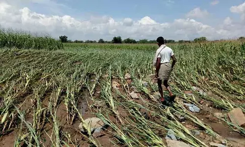 फसल बीमा योजना लागू करने में Karnataka दूसरे नंबर पर फसल बीमा योजना लागू करने में Karnataka दूसरे नंबर पर