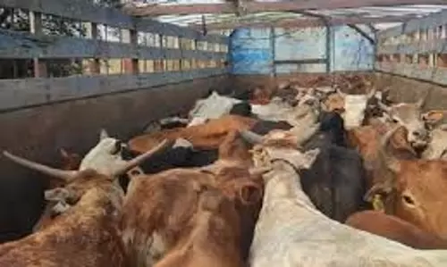 Rajasthan:  गौ तस्करी का भंडाफोड़, टली बड़ी अनहोनी
