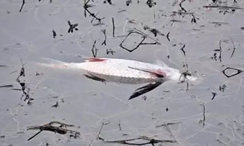 Bengaluru : हारोहल्ली झील में मछलियों की मौत; प्रदूषण को लेकर चिंता