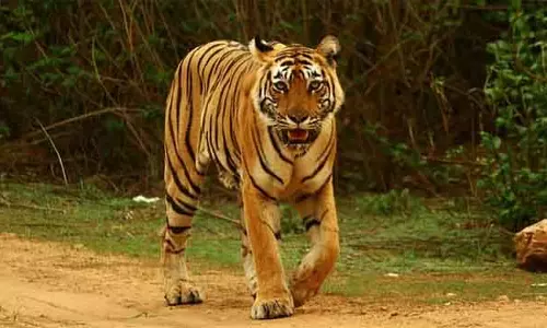 Kodagu : गाय को चराने ले जाते समय बाघ ने हमला किया; गाय की मौत, किसान भागा Kodagu : गाय को चराने ले जाते समय बाघ ने हमला किया; गाय की मौत, किसान भागा