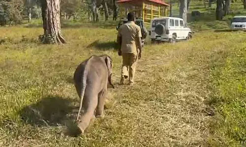 Topslip : वन विभाग हाथियों के झुंड में बच्चे जोड़ने की योजना बना रहा है Topslip : वन विभाग हाथियों के झुंड में बच्चे जोड़ने की योजना बना रहा है