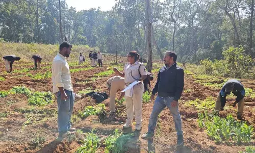 Odisha के मयूरभंज में गैर-कानूनी अफीम की खेती खत्म की गई