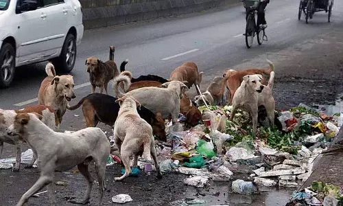Jalandhar: आवारा कुत्तों का आतंक, जल्द ही पांच केनेल बनाए जाएंगे Jalandhar: आवारा कुत्तों का आतंक, जल्द ही पांच केनेल बनाए जाएंगे