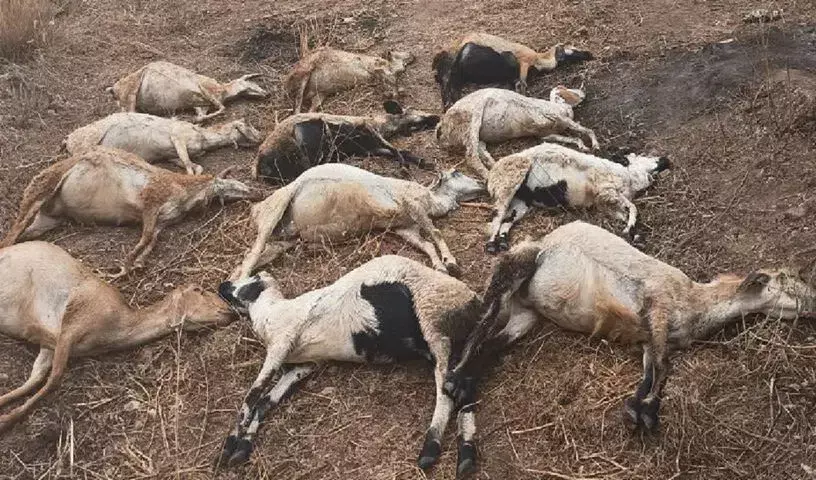 Siddipet: लक्ष्मक्कपल्ली में आवारा कुत्तों के हमले में 40 भेड़ों की मौत