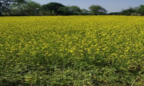 सरसों की खेती से आत्मनिर्भर बनीं बजरहीन बाई गोंड़ सरसों की खेती से आत्मनिर्भर बनीं बजरहीन बाई गोंड़