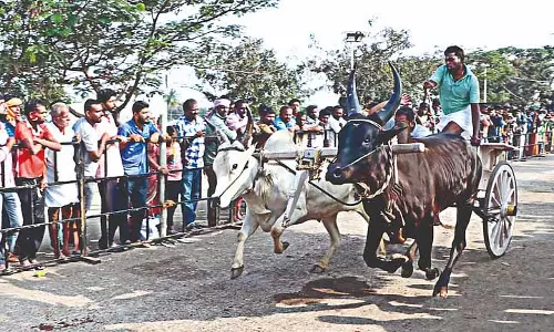 Tamil Nadu: कभी मुश्किल खेल रहा रेक्ला रेस अब एक संगठित खेल बन गया है Tamil Nadu: कभी मुश्किल खेल रहा रेक्ला रेस अब एक संगठित खेल बन गया है
