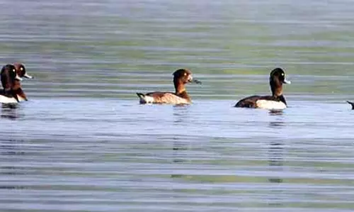 Malkangiri में जलपक्षी जनगणना में 60 से ज़्यादा पक्षी प्रजातियां देखी गईं