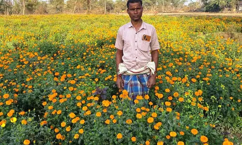 धान से गेंदा फूल तक का सफर, बरगांव के देवानंद निषाद ने एक एकड़ में कमाए ढाई लाख