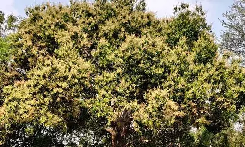 आम का पेड़ पूरी तरह खिल गया है: Farmers को बंपर फसल की उम्मीद आम का पेड़ पूरी तरह खिल गया है: Farmers को बंपर फसल की उम्मीद