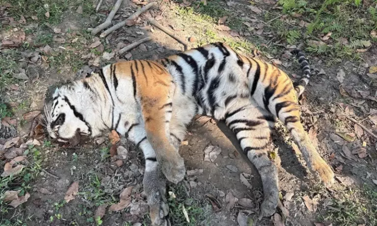 Assam: काजीरंगा में मादा रॉयल बंगाल टाइगर मृत मिली, आपसी लड़ाई का शक Assam: काजीरंगा में मादा रॉयल बंगाल टाइगर मृत मिली, आपसी लड़ाई का शक