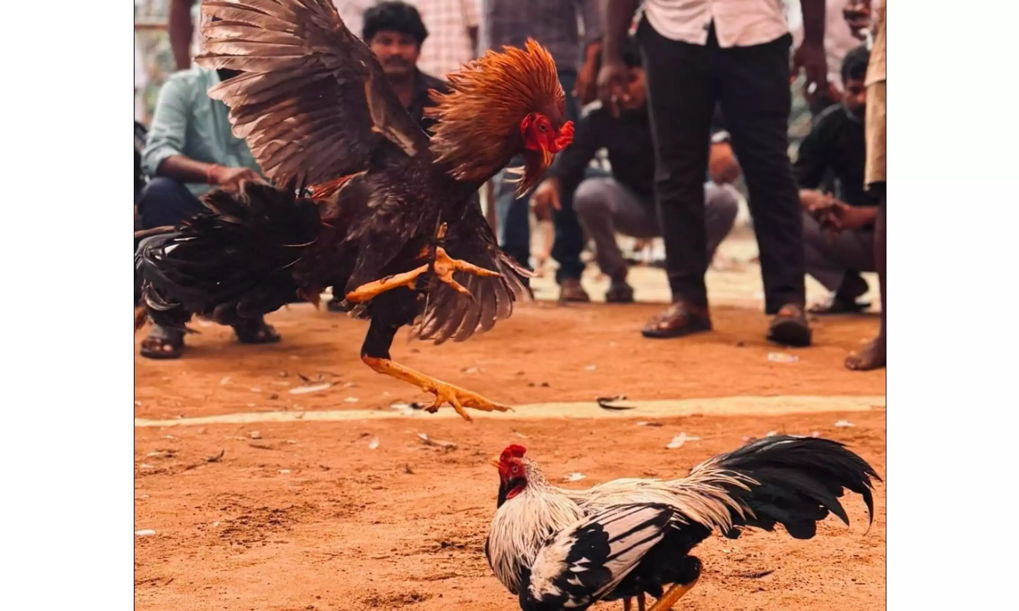 Andhra : सोने के गहनों में जीतने वाले मुर्गे की भीमावरम में परेड निकाली गई Andhra : सोने के गहनों में जीतने वाले मुर्गे की भीमावरम में परेड निकाली गई