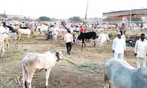 Karnataka : संगमेश्वर देव मेले के हिस्से के तौर पर पशु मेला Karnataka : संगमेश्वर देव मेले के हिस्से के तौर पर पशु मेला