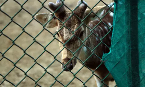 दावनगेरे Zoo में चार हिरणों की मौत