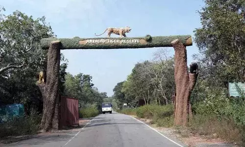 Telangana: अमराबाद टाइगर रिजर्व में बाघों के दिखने में बढ़ोतरी Telangana: अमराबाद टाइगर रिजर्व में बाघों के दिखने में बढ़ोतरी