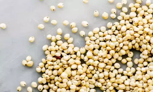 ज्वार खाने के कई अद्भुत Health Benefits