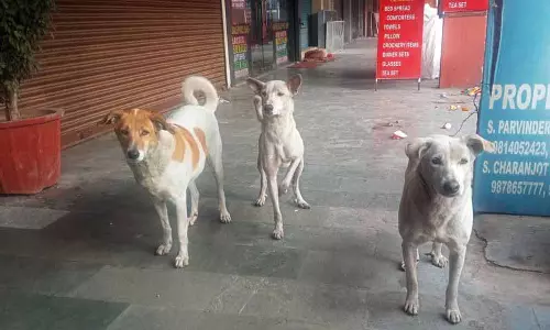 Zirakpur: आवारा कुत्ते ने लड़के को घायल किया, बलटाना में महीने में 40 मामले Zirakpur: आवारा कुत्ते ने लड़के को घायल किया, बलटाना में महीने में 40 मामले