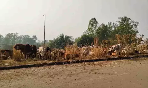 Odisha में मवेशी तस्करी रैकेट का भंडाफोड़, 300 से ज़्यादा मवेशी बचाए गए