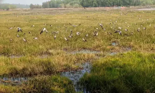 Chilika झील: प्रवासी पक्षियों की संख्या 11 लाख से पार, इकोसिस्टम स्वस्थ Chilika झील: प्रवासी पक्षियों की संख्या 11 लाख से पार, इकोसिस्टम स्वस्थ