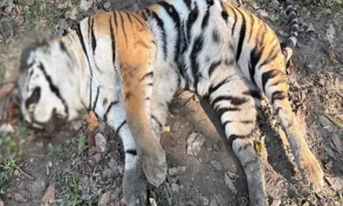 काजीरंगा नेशनल पार्क में पिछले पांच दिनों के अंदर दूसरे बाघ का मिला शव काजीरंगा नेशनल पार्क में पिछले पांच दिनों के अंदर दूसरे बाघ का मिला शव