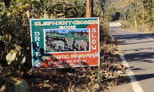 DFO ने कहा, हाथी का शव काटकर दफनाया गया, ओडिशा में सनसनी DFO ने कहा, हाथी का शव काटकर दफनाया गया, ओडिशा में सनसनी
