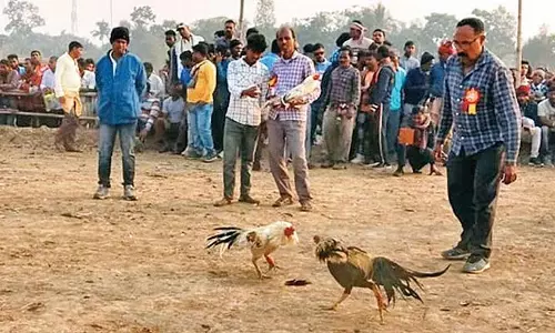 रूपमारी में Tusu Cockfight के लिए हज़ारों लोग जमा हुए, चौंकाने वाली घटना सामने आई रूपमारी में Tusu Cockfight के लिए हज़ारों लोग जमा हुए, चौंकाने वाली घटना सामने आई