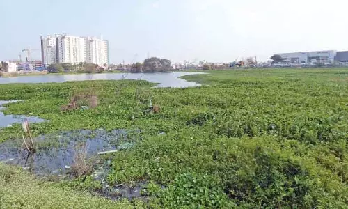 Hyderabad की झीलें बनीं हरा मैदान: जलकुंभी की मोटी परत से बढ़ा मच्छरों और बीमारियों का खतरा Hyderabad की झीलें बनीं हरा मैदान: जलकुंभी की मोटी परत से बढ़ा मच्छरों और बीमारियों का खतरा