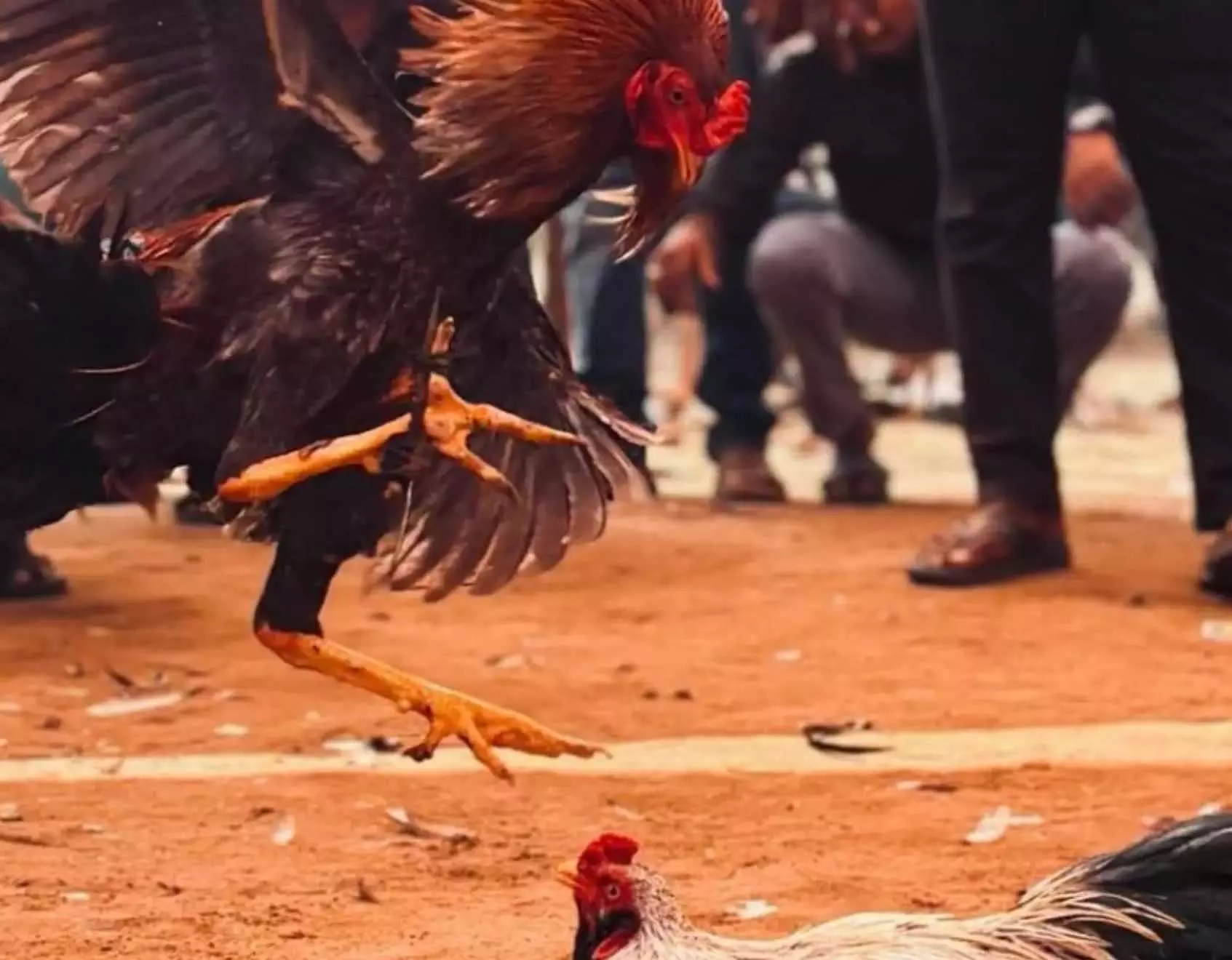 Andhra: भीमावरम में सोने के गहनों से सजे विजेता मुर्गे की परेड निकाली गई Andhra: भीमावरम में सोने के गहनों से सजे विजेता मुर्गे की परेड निकाली गई
