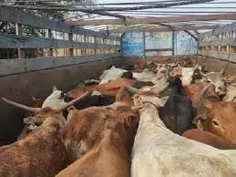 Rajasthan: गौ तस्करी का भंडाफोड़, टली बड़ी अनहोनी Rajasthan: गौ तस्करी का भंडाफोड़, टली बड़ी अनहोनी