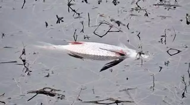 Bengaluru : हारोहल्ली झील में मछलियों की मौत; प्रदूषण को लेकर चिंता Bengaluru : हारोहल्ली झील में मछलियों की मौत; प्रदूषण को लेकर चिंता