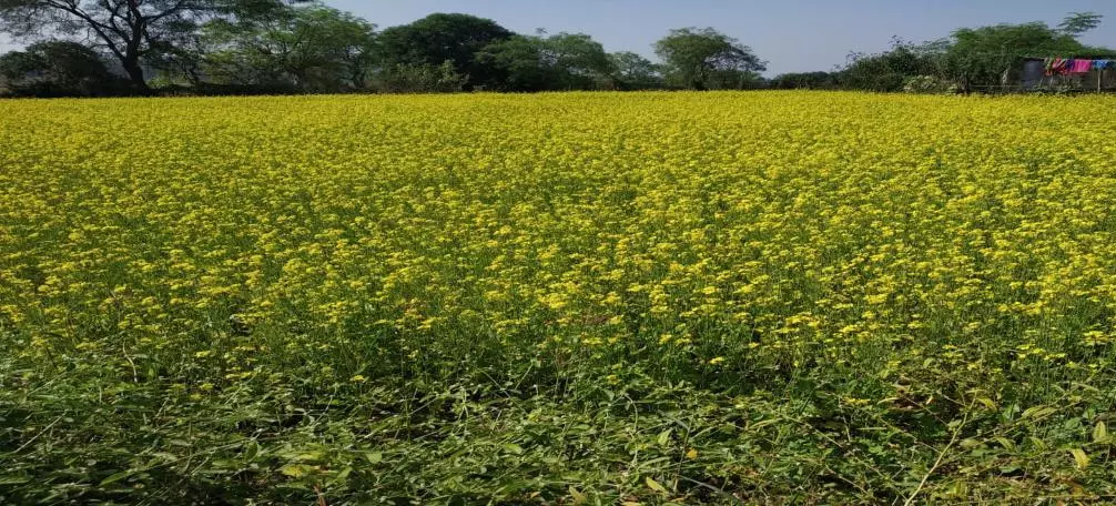 सरसों की खेती से आत्मनिर्भर बनीं बजरहीन बाई गोंड़ सरसों की खेती से आत्मनिर्भर बनीं बजरहीन बाई गोंड़