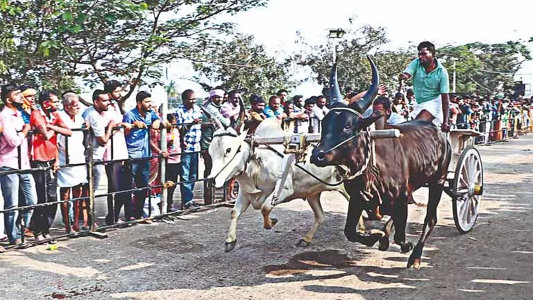 Tamil Nadu: कभी मुश्किल खेल रहा रेक्ला रेस अब एक संगठित खेल बन गया है Tamil Nadu: कभी मुश्किल खेल रहा रेक्ला रेस अब एक संगठित खेल बन गया है