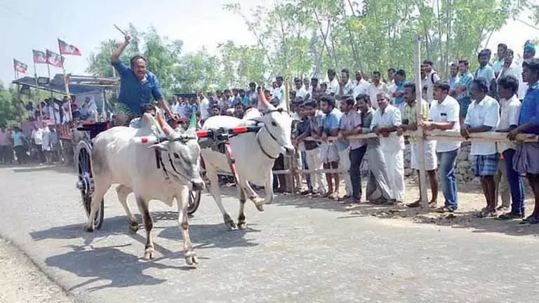Tamil Nadu: वरदान या अभिशाप, रेक्ला रेस में बाहरी बैलों की बढ़ती मौजूदगी Tamil Nadu: वरदान या अभिशाप, रेक्ला रेस में बाहरी बैलों की बढ़ती मौजूदगी