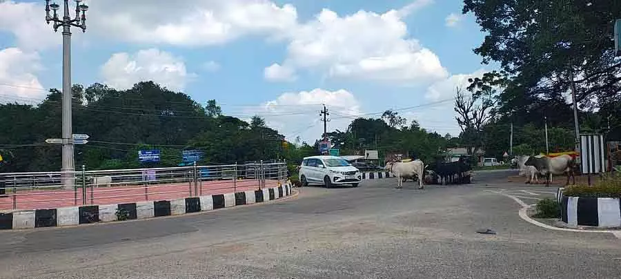 Karnataka : नगर परिषद की लापरवाही के कारण पायलट सर्किल आवारा पशुओं का अड्डा बन गया Karnataka : नगर परिषद की लापरवाही के कारण पायलट सर्किल आवारा पशुओं का अड्डा बन गया