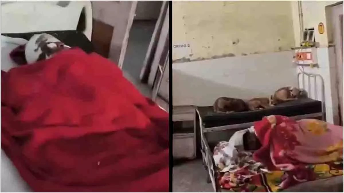 UP अस्पताल में अव्यवस्था: मरीजों के बेड पर घूमते कुत्ते और चूहे UP अस्पताल में अव्यवस्था: मरीजों के बेड पर घूमते कुत्ते और चूहे