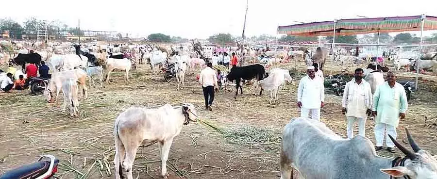 Karnataka : संगमेश्वर देव मेले के हिस्से के तौर पर पशु मेला Karnataka : संगमेश्वर देव मेले के हिस्से के तौर पर पशु मेला