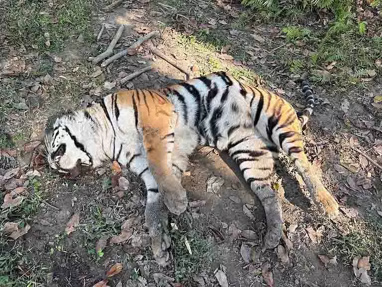 Kaziranga में 15 दिनों में आपसी लड़ाई में तीन बाघों की मौत हो गई Kaziranga में 15 दिनों में आपसी लड़ाई में तीन बाघों की मौत हो गई