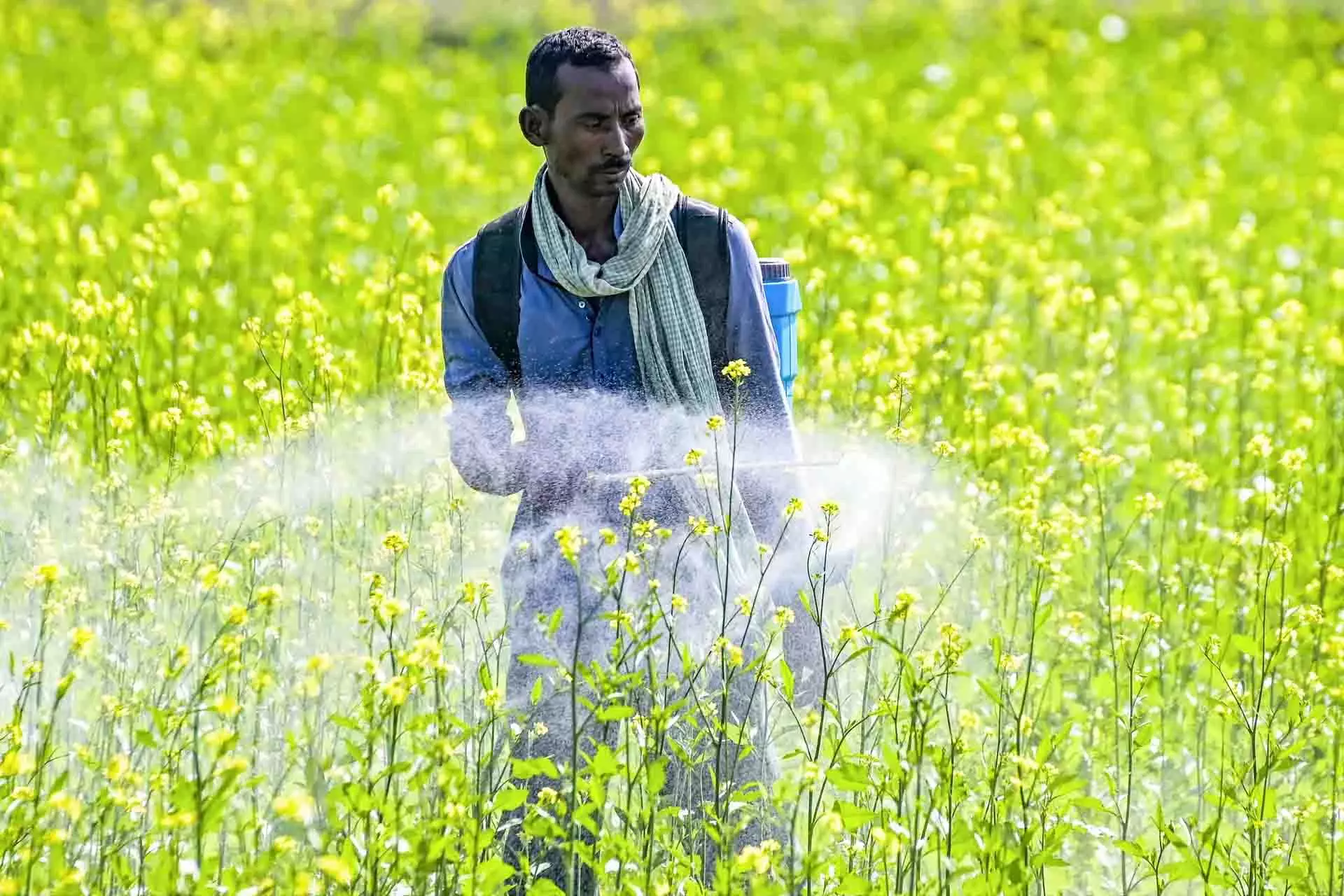 रबी फसल के तहत बोया गया रकबा 20.88 लाख हेक्टेयर बढ़ गया रबी फसल के तहत बोया गया रकबा 20.88 लाख हेक्टेयर बढ़ गया