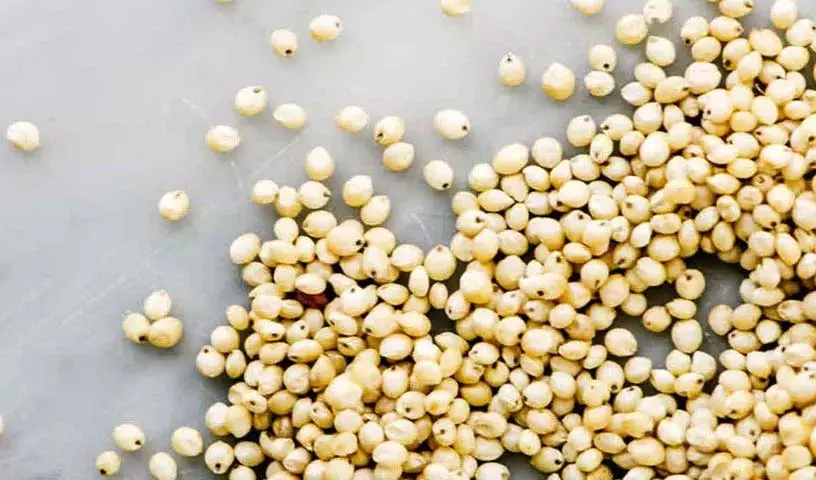 ज्वार खाने के कई अद्भुत Health Benefits ज्वार खाने के कई अद्भुत Health Benefits