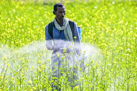 रबी फसलों की बुआई का कुल क्षेत्रफल बढ़कर 650 लाख हेक्टेयर के पार रबी फसलों की बुआई का कुल क्षेत्रफल बढ़कर 650 लाख हेक्टेयर के पार