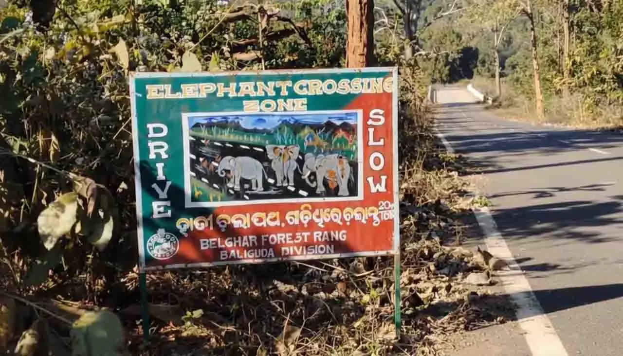DFO ने कहा, हाथी का शव काटकर दफनाया गया, ओडिशा में सनसनी DFO ने कहा, हाथी का शव काटकर दफनाया गया, ओडिशा में सनसनी
