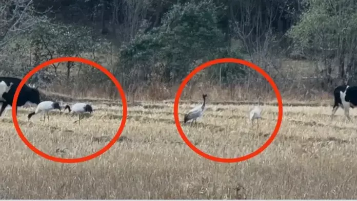 Arunachal: चुग घाटी में चार काले गले वाली क्रेन पहुंचीं Arunachal: चुग घाटी में चार काले गले वाली क्रेन पहुंचीं