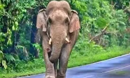 Jharkhand: सब्जी विक्रेता को हाथियों ने बेरहमी से कुचला, इलाके में दहशत Jharkhand: सब्जी विक्रेता को हाथियों ने बेरहमी से कुचला, इलाके में दहशत