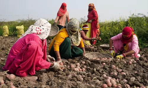 Haryana : आलू की कीमतें नहीं बढ़ रही हैं, किसानों को नुकसान हो रहा है Haryana : आलू की कीमतें नहीं बढ़ रही हैं, किसानों को नुकसान हो रहा है