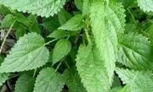 Swami Ramdev Health Tips: जानें बिच्छू घास क्या है, स्वामी रामदेव ने बताए अनोखे फायदे