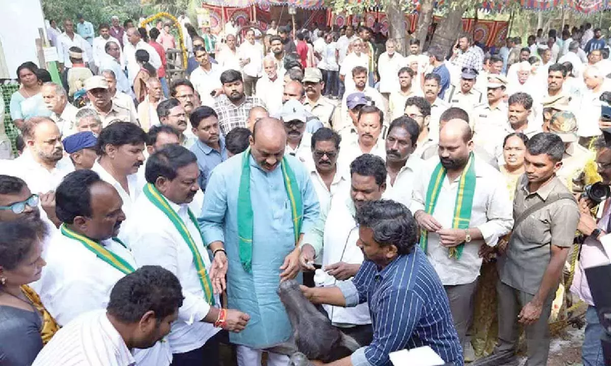 Andhra पशुधन क्षेत्र में अग्रणी बनकर उभरा, पशु स्वास्थ्य अभियान शुरू किया