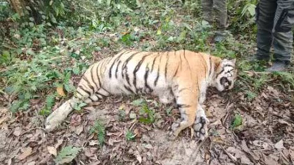 Assam : काजीरंगा नेशनल पार्क में बाघ का शव मिला Assam : काजीरंगा नेशनल पार्क में बाघ का शव मिला