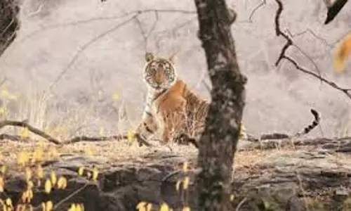 Mohammadabad: वन्य जीव संरक्षण कानून लागू, शिकारी पर कार्रवाई Mohammadabad: वन्य जीव संरक्षण कानून लागू, शिकारी पर कार्रवाई